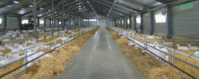 В Адыгее наладили промышленный выпуск продукции из козьего молока